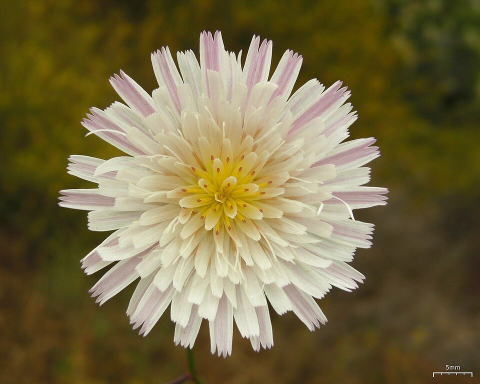 Malacothrix saxatilis (Cliff Aster) (alternate view 8)
