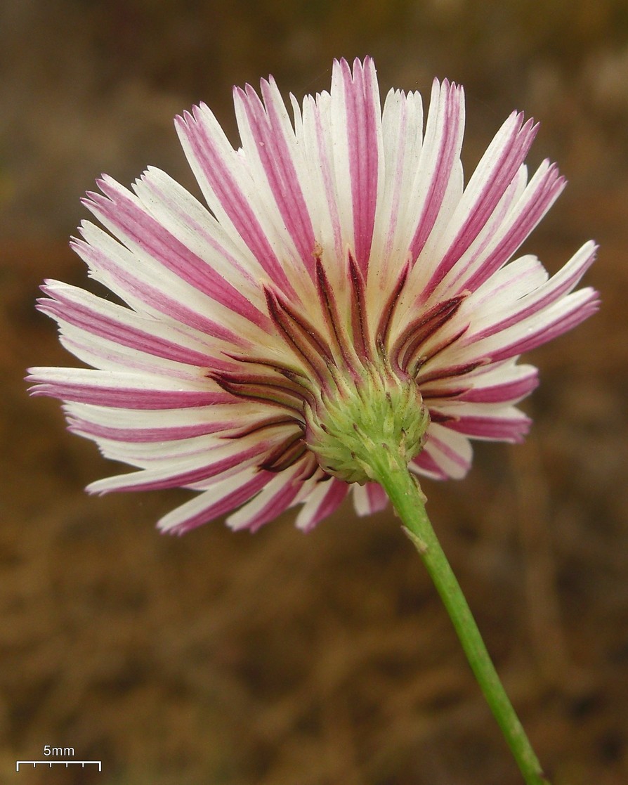 Malacothrix saxatilis (Cliff Aster) (alternate view 9)