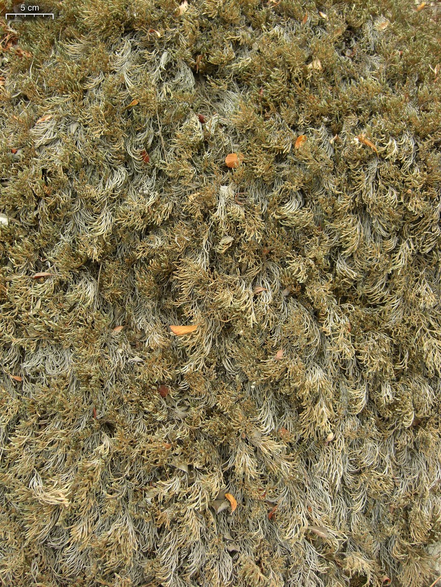 Selaginella bigelovii (Bigelow's Spikemoss) (alternate view 2)