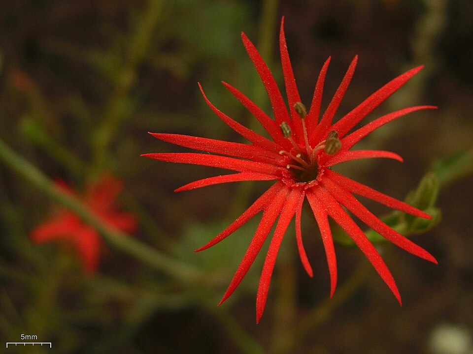 Silene laciniata (cardinal catchfly) (alternate view 9)