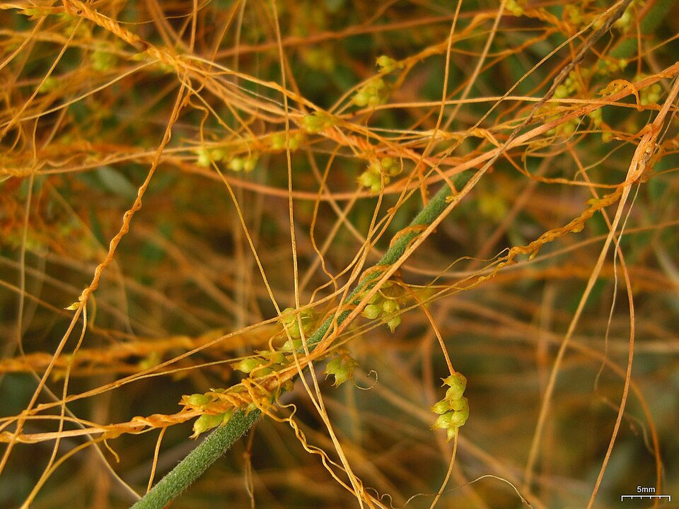 Cuscuta californica (California dodder) (alternate view 8)