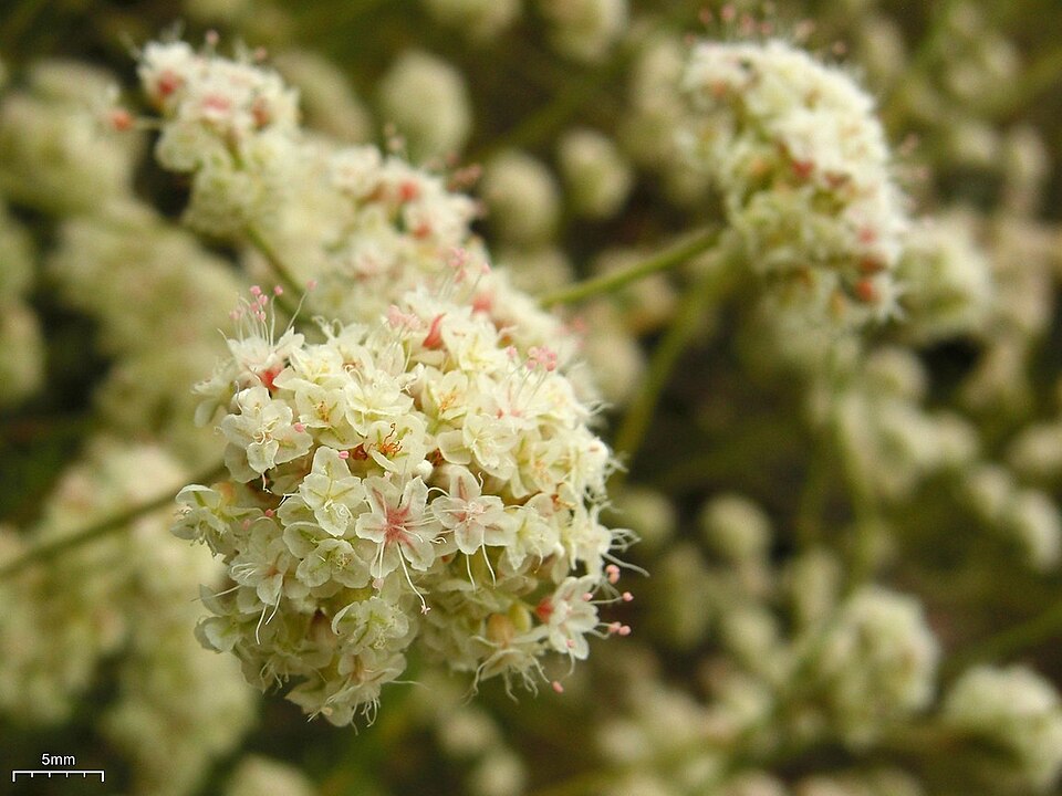 Eriogonum fasciculatum (California Buckwheat)