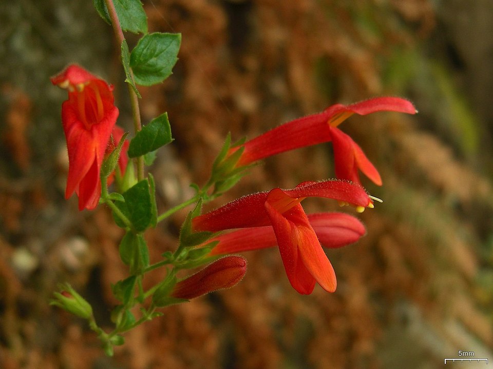 Keckiella cordifolia (heartleaf keckiella) (alternate view 7)