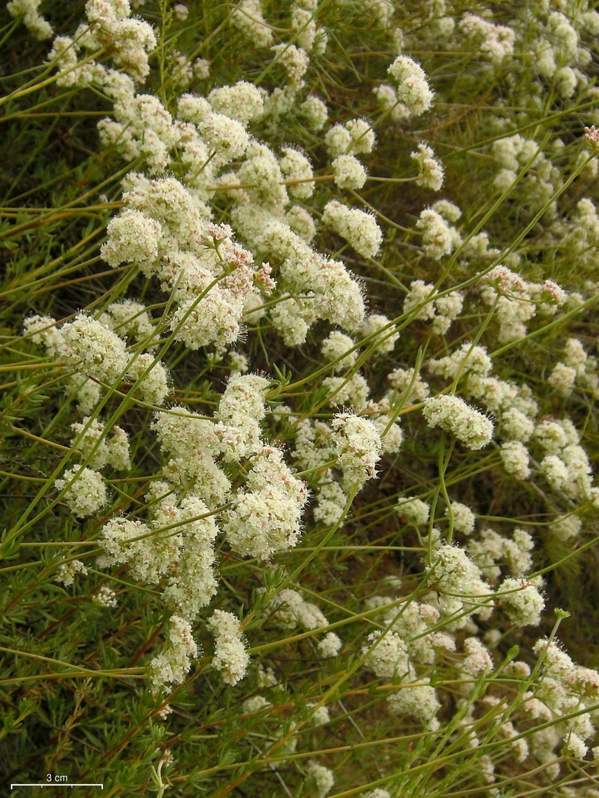 Eriogonum fasciculatum (California Buckwheat)