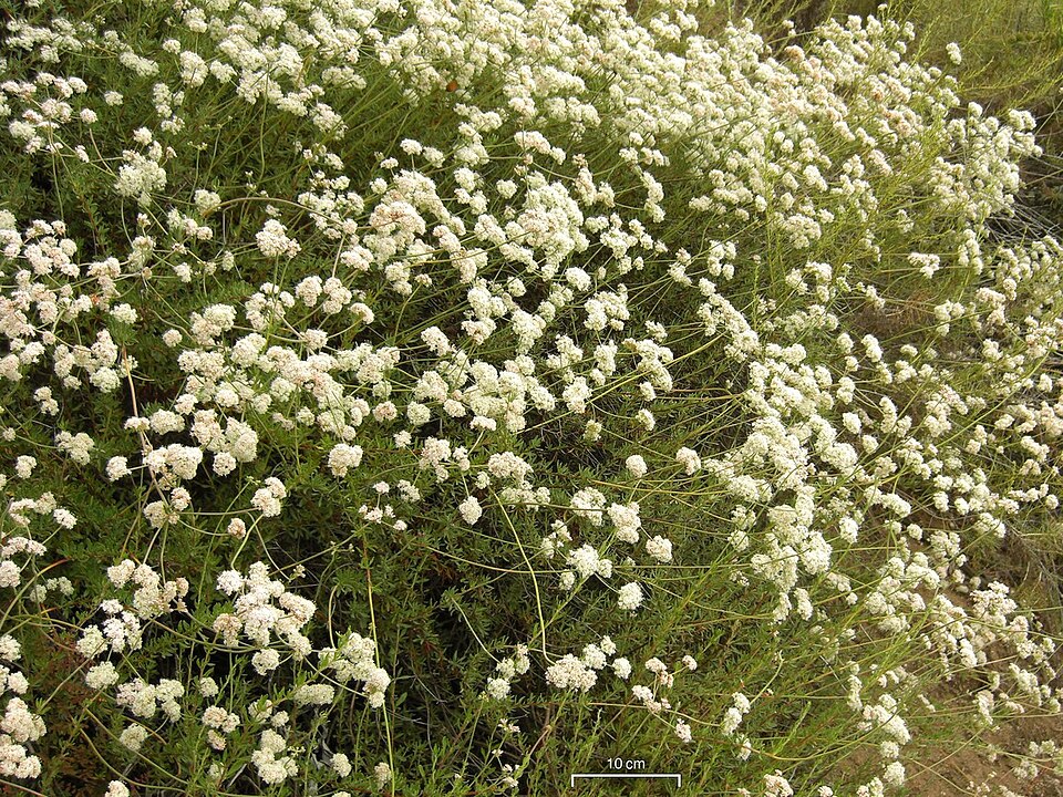 Eriogonum fasciculatum (California Buckwheat)