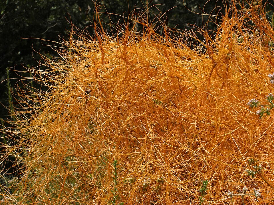 Cuscuta californica (California dodder) (alternate view 9)