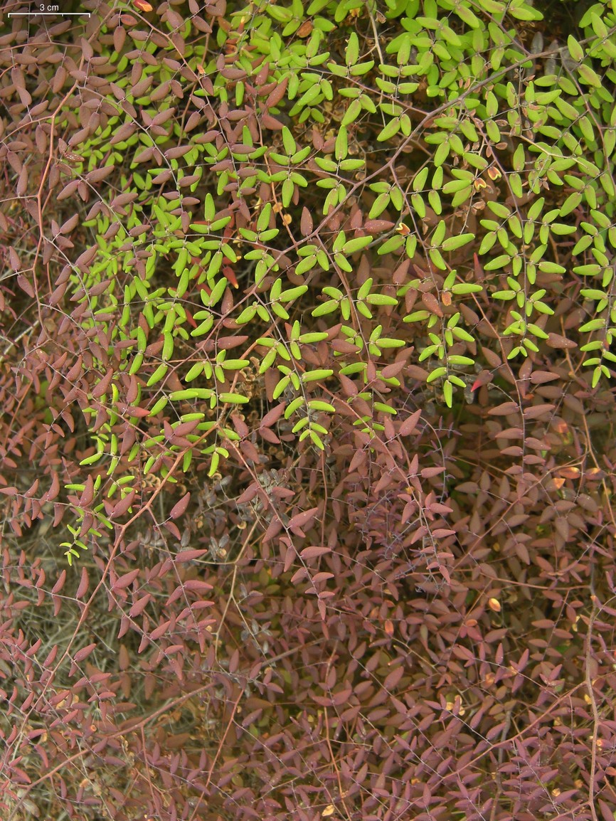 Pellaea andromedifolia (Coffee Fern) (alternate view 8)