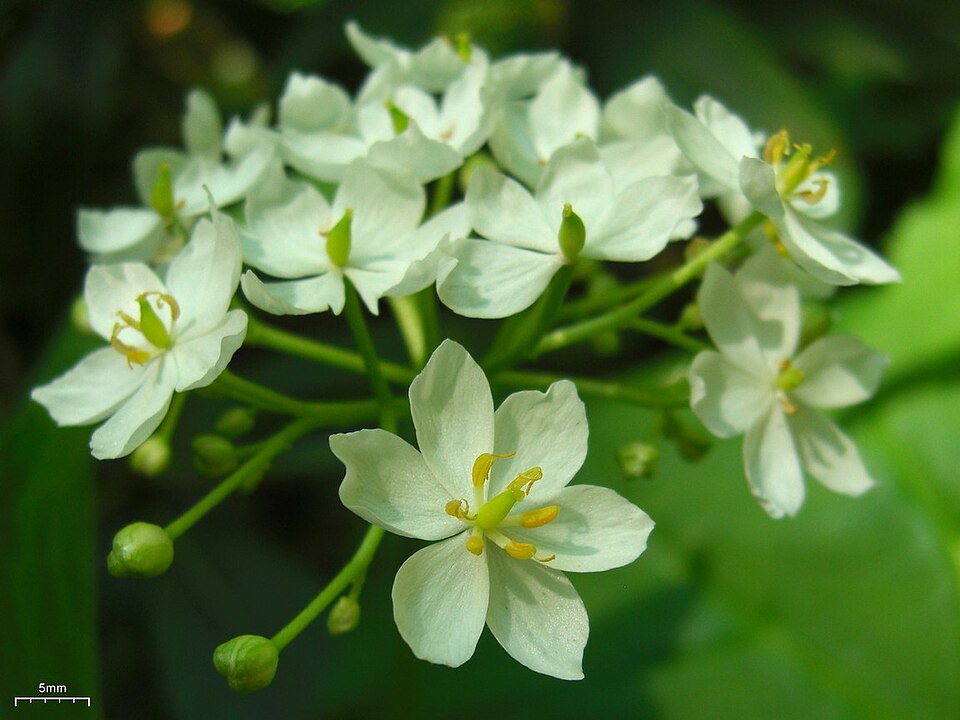 Diphylleia cymosa (Umbrella Leaf) (alternate view 9)