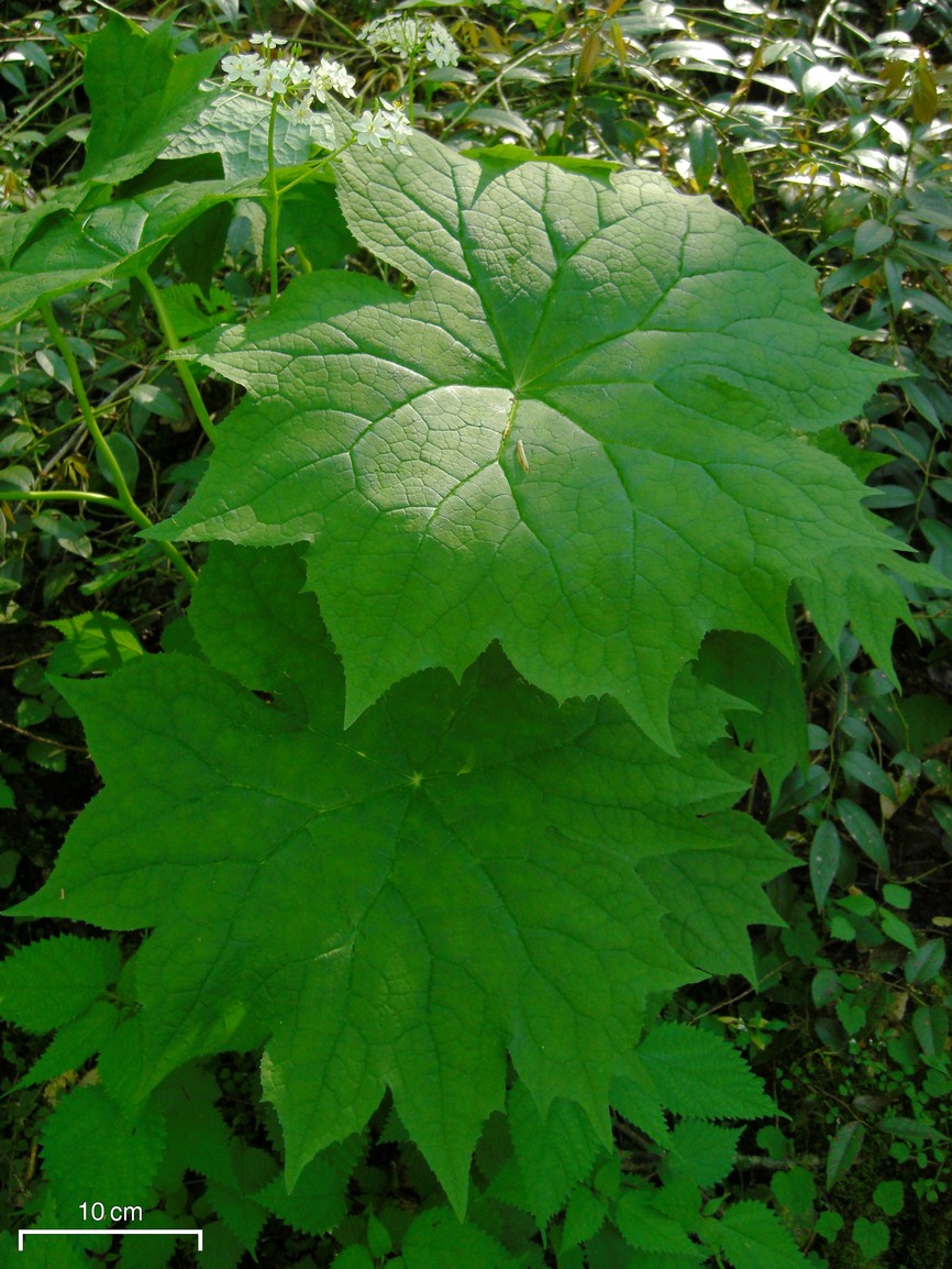Diphylleia cymosa (Umbrella Leaf) (alternate view 10)