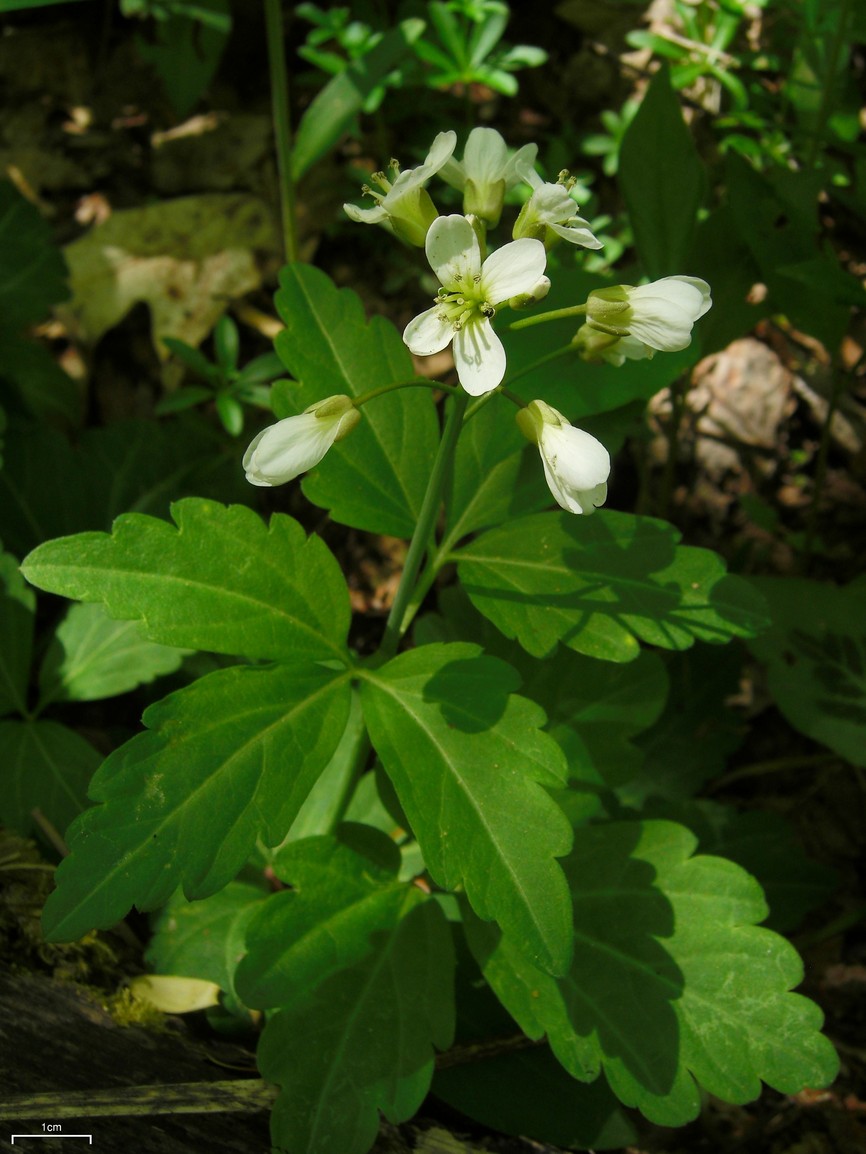 Cardamine diphylla (Two-leaved Toothwort) (alternate view 2)