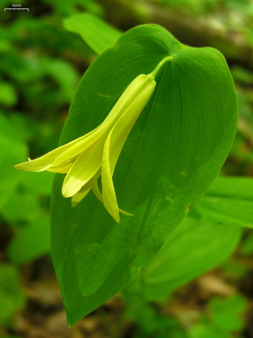 Uvularia perfoliata (Perfoliate Bellwort) (alternate view 7)