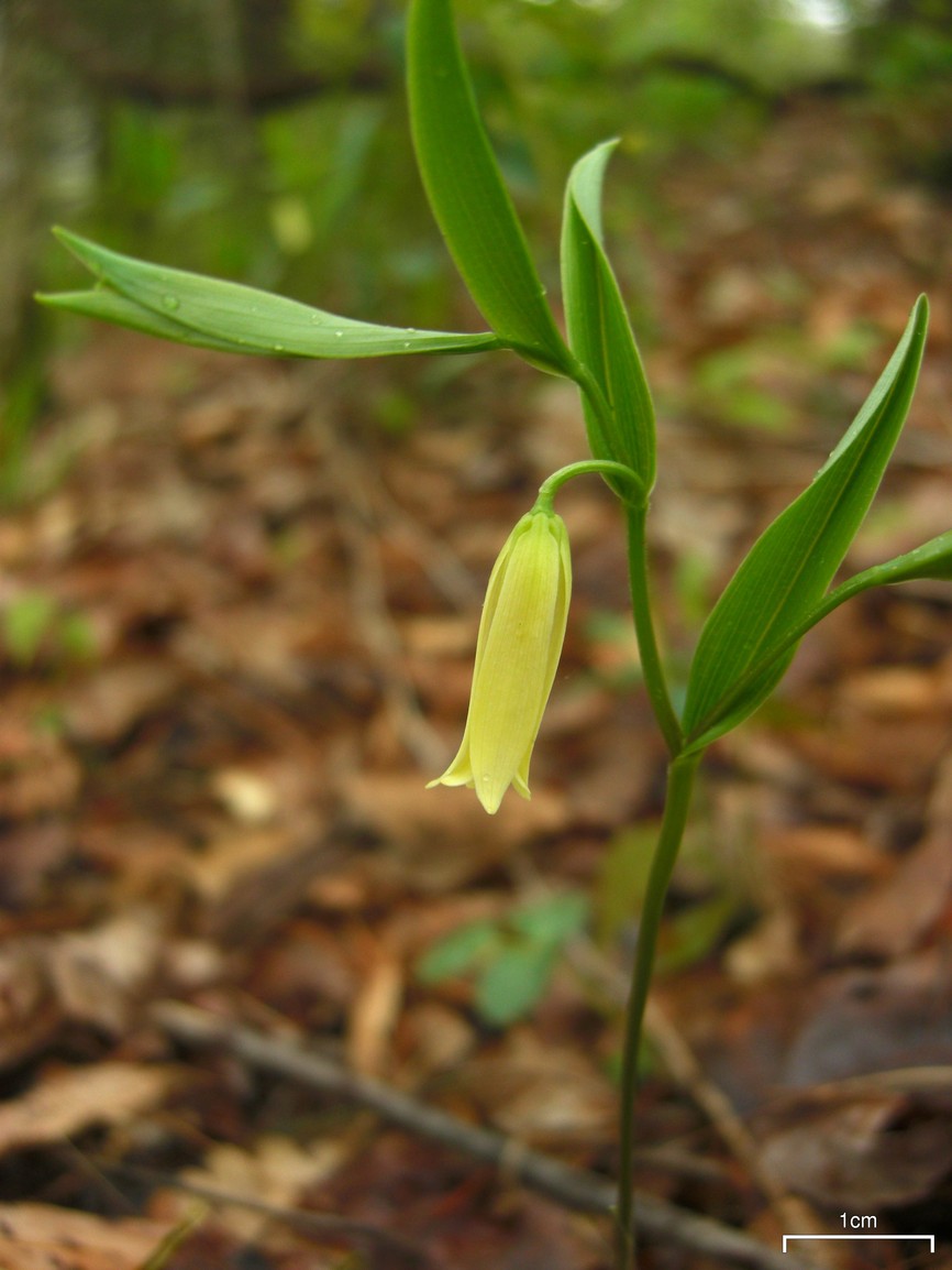 Uvularia sessilifolia (sessile bellwort) (alternate view 9)