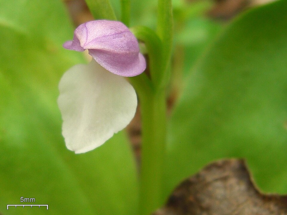 Galearis spectabilis (showy orchis) (alternate view 6)