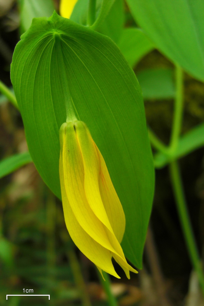 Uvularia grandiflora (largeflower bellwort)