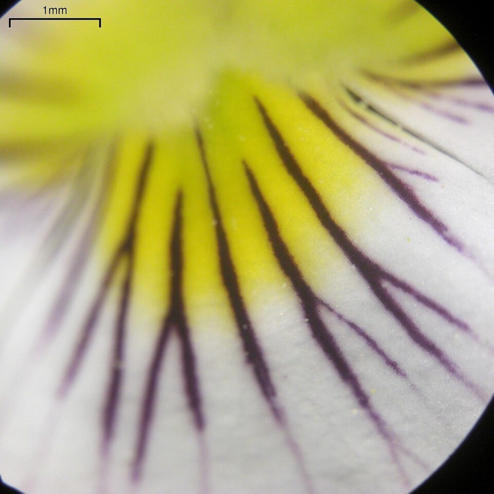 Viola canadensis (Canada Violet) (alternate view 5)