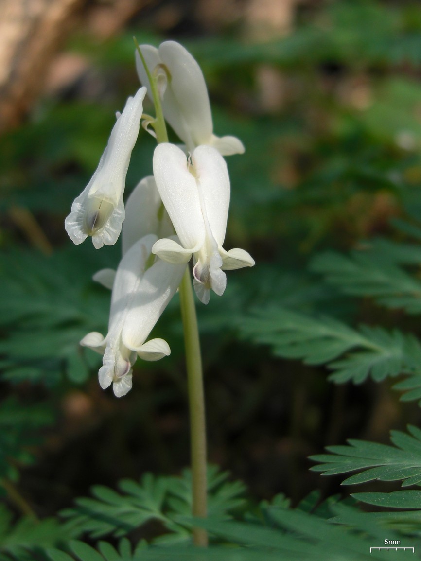 Dicentra canadensis (squirrel corn) (alternate view 5)