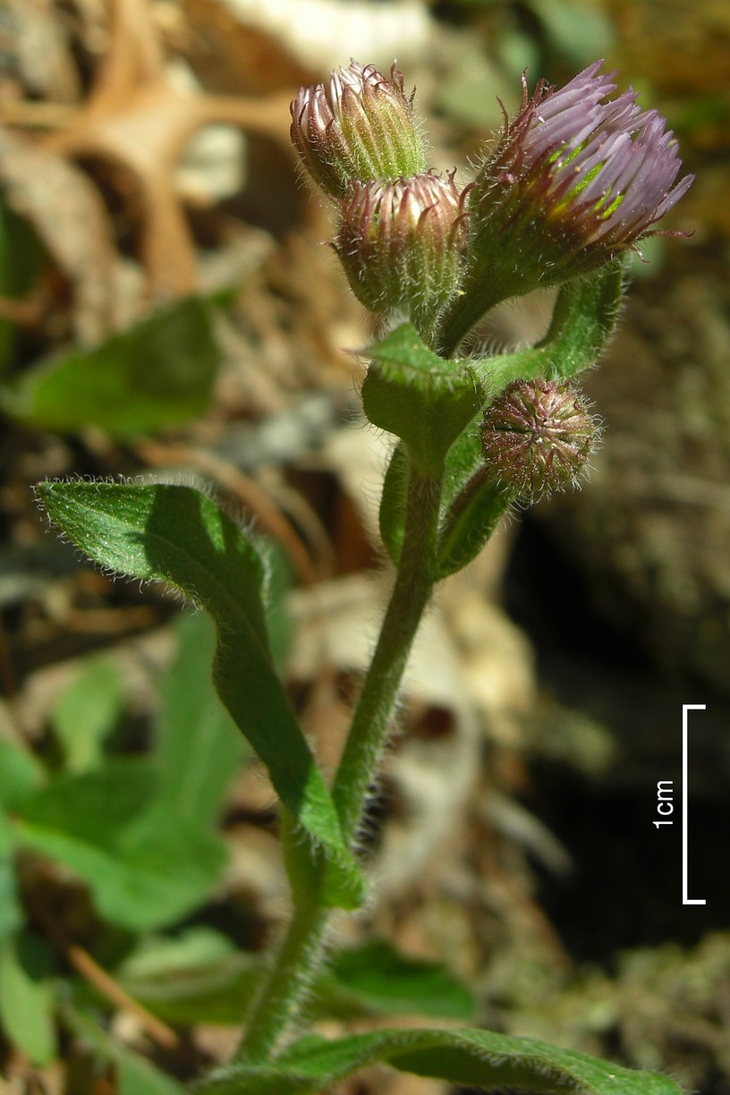 Erigeron pulchellus (robin's-plantain) (alternate view 4)