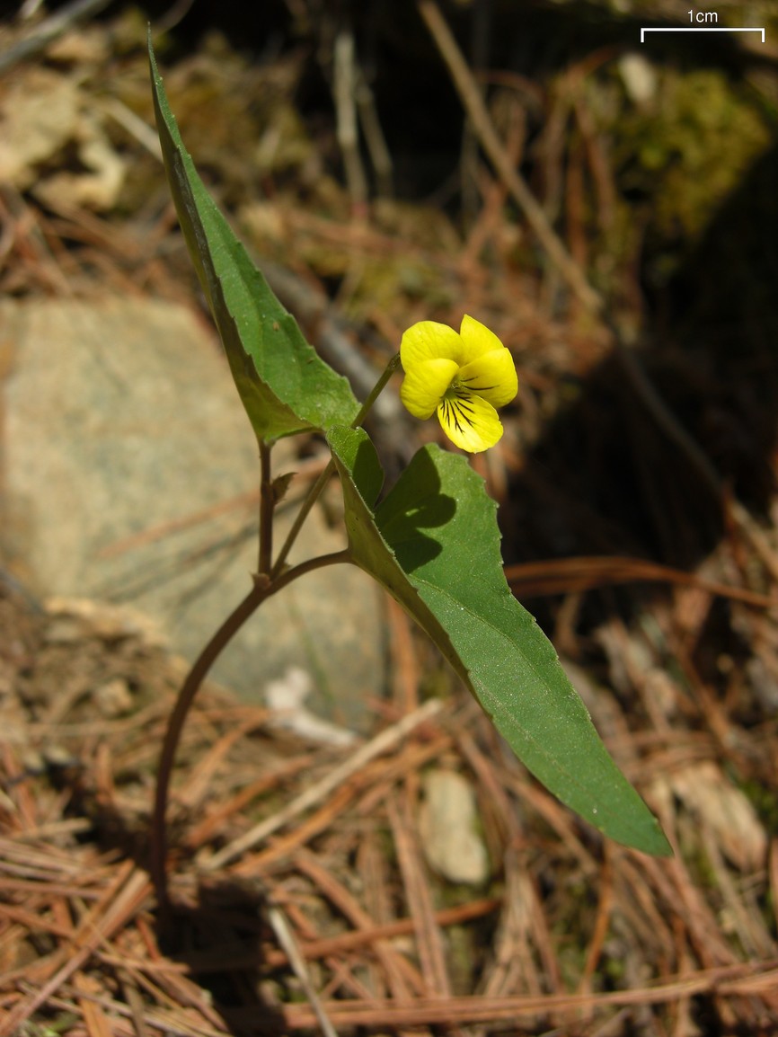 Viola hastata (Halberd-leaved violet)