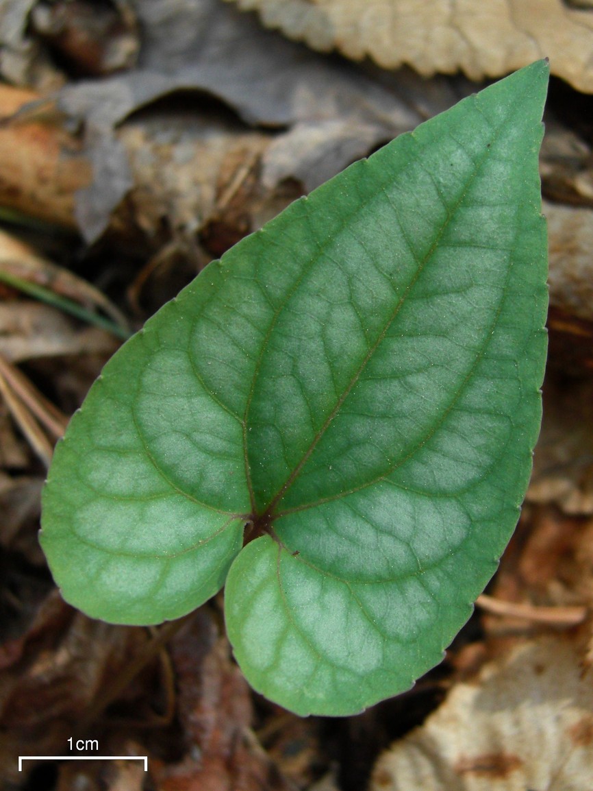 Viola hastata (Halberd-leaved violet) (alternate view 2)