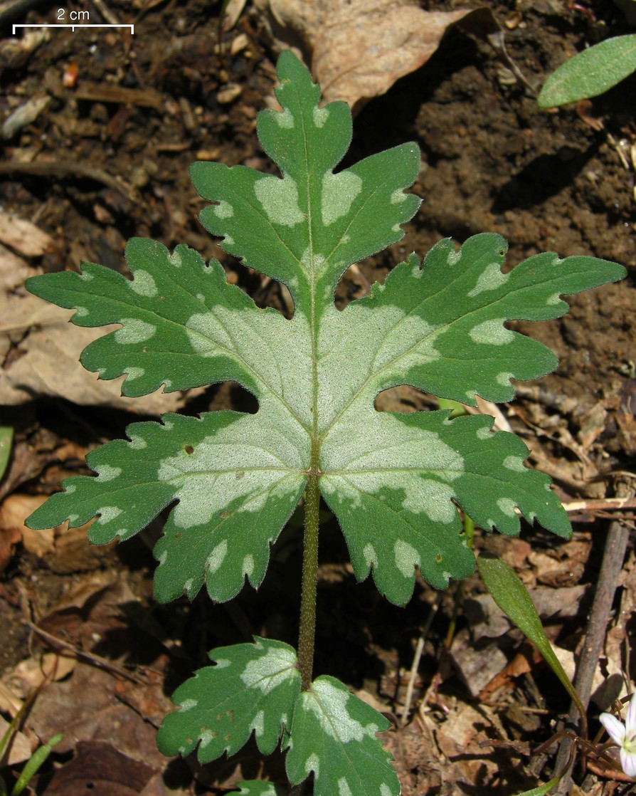 Hydrophyllum canadense (Broad-leaf Waterleaf) (alternate view 6)