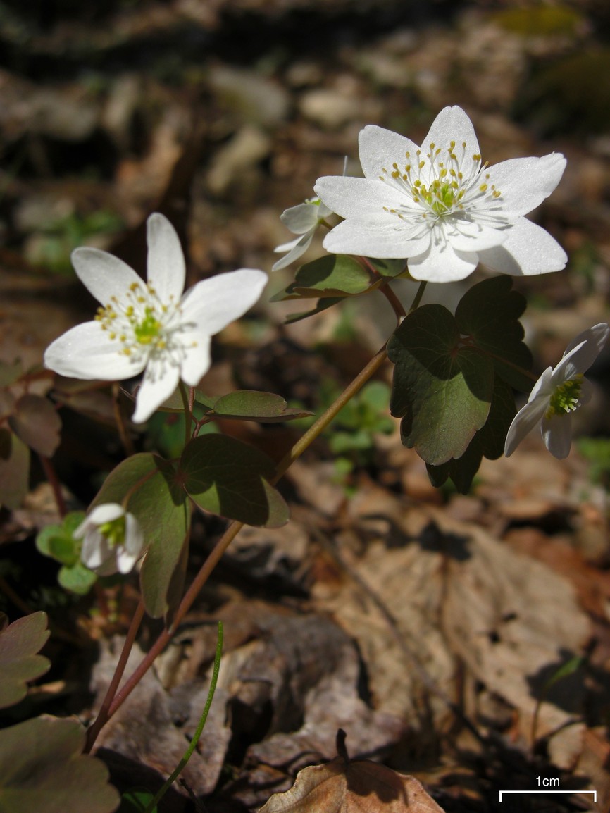 Thalictrum thalictroides (rue anemone)