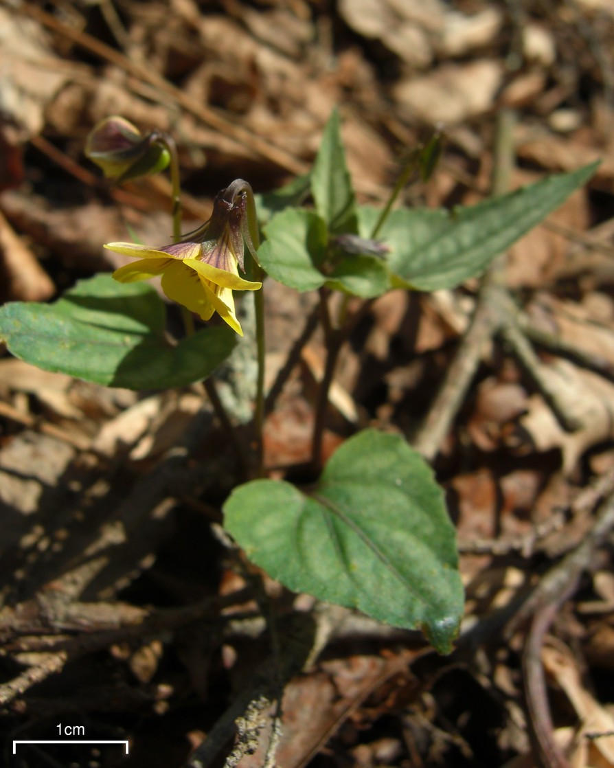 Viola hastata (Halberd-leaved violet) (alternate view 3)