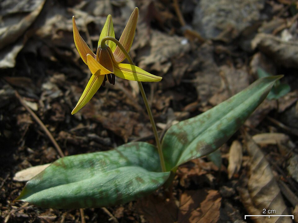 Erythronium umbilicatum (dimpled trout lily) (alternate view 7)