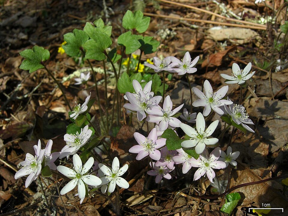 Hepatica acutiloba (sharp-lobed hepatica)