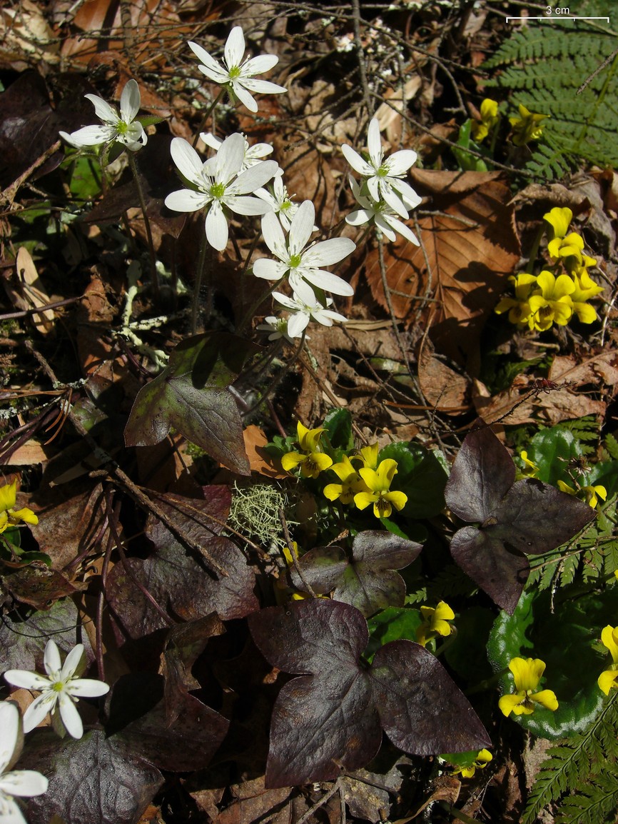 Hepatica acutiloba (sharp-lobed hepatica)