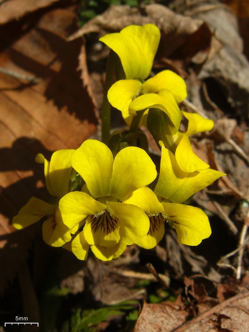 Viola rotundifolia (Round-leaved Violet) (alternate view 6)