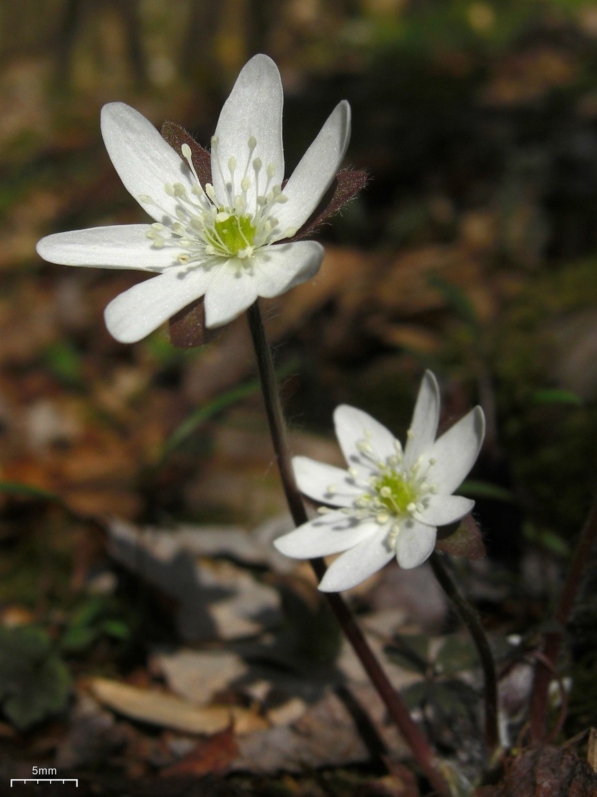 Hepatica acutiloba (sharp-lobed hepatica)