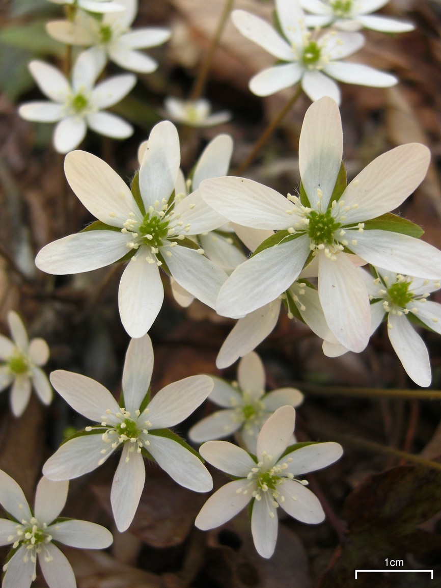 Hepatica acutiloba (sharp-lobed hepatica)