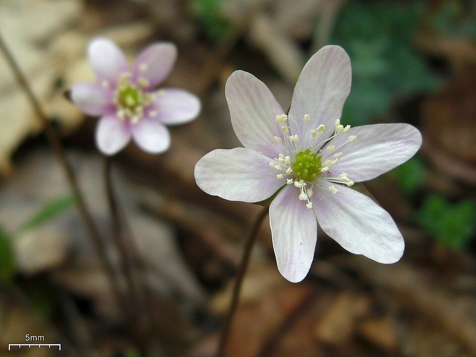 Hepatica acutiloba (sharp-lobed hepatica)