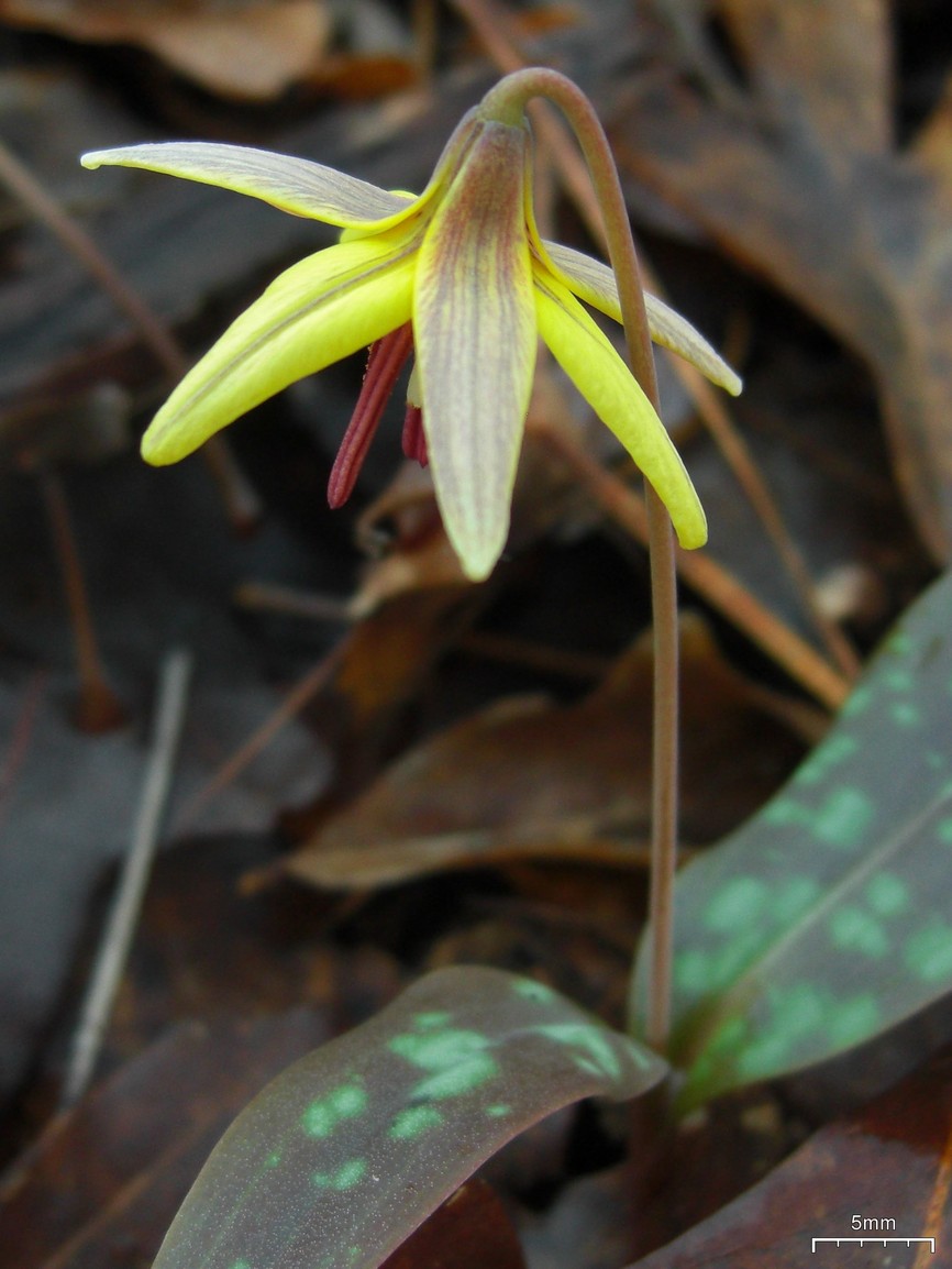 Erythronium umbilicatum (dimpled trout lily) (alternate view 8)