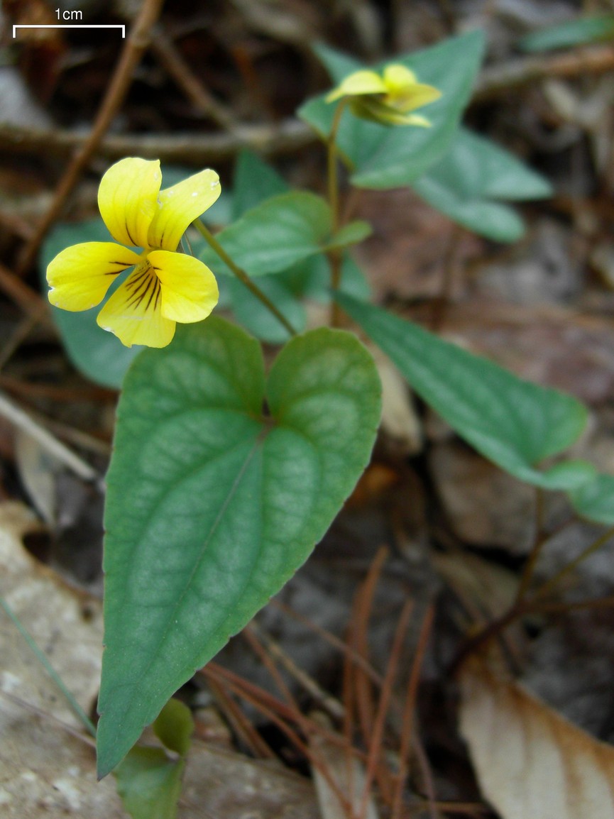 Viola hastata (Halberd-leaved violet) (alternate view 4)