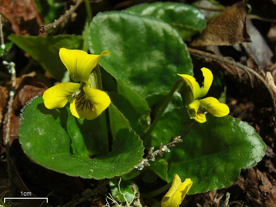 Viola rotundifolia (Round-leaved Violet) (alternate view 7)