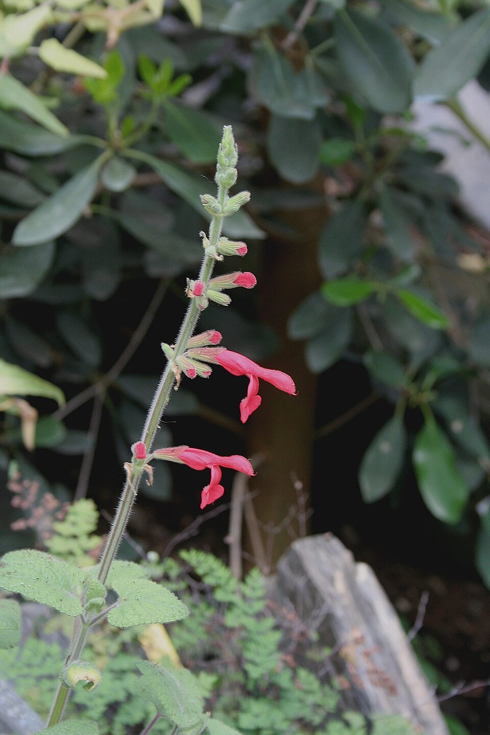 Salvia fulgens (cardinal sage) (alternate view 6)
