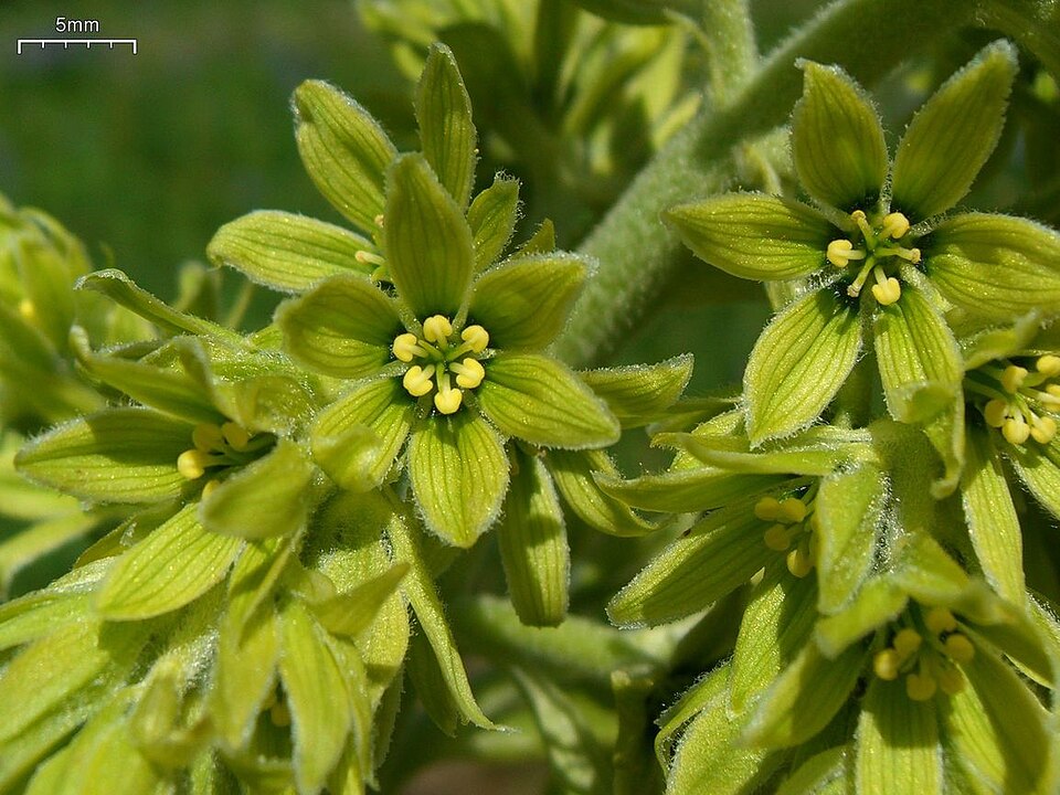 Veratrum viride (green false hellebore)