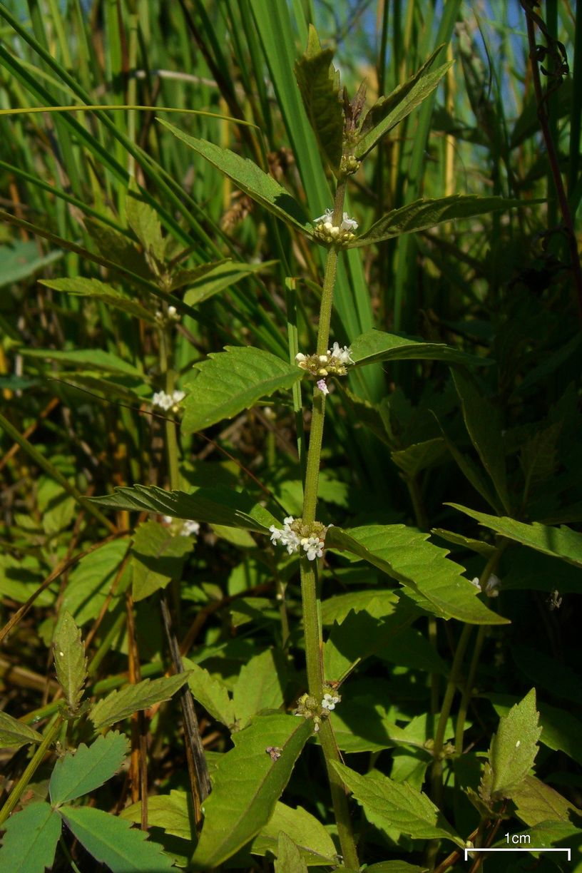 Lycopus americanus (American bugleweed) (alternate view 7)