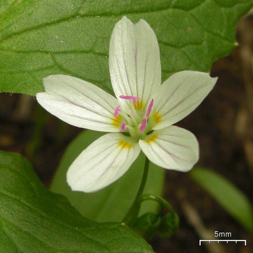 Claytonia lanceolata (Lanceleaf Springbeauty) (alternate view 10)