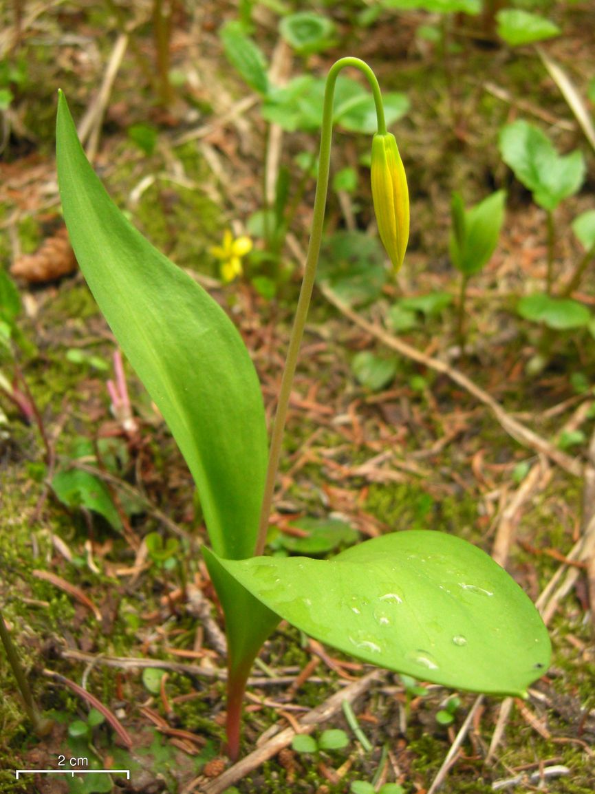 Erythronium grandiflorum (Glacier Lily) (alternate view 10)