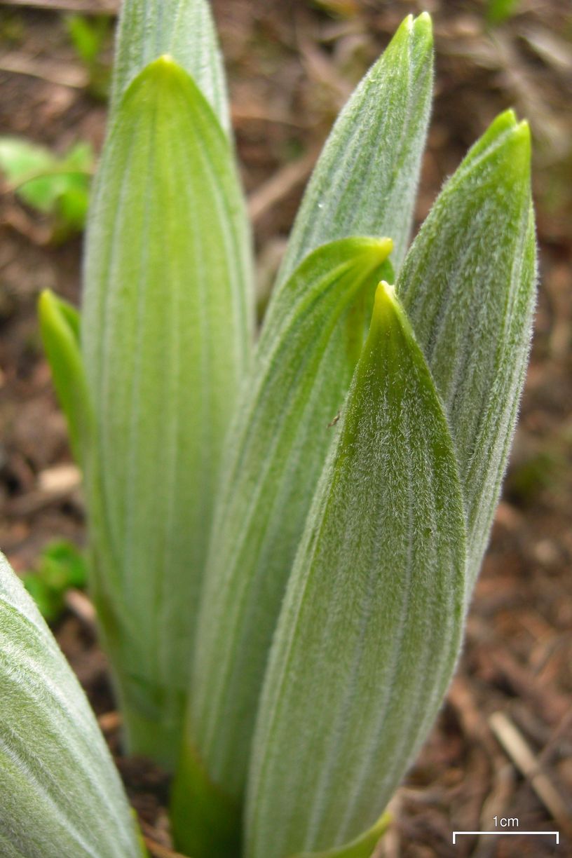 Veratrum viride (green false hellebore)
