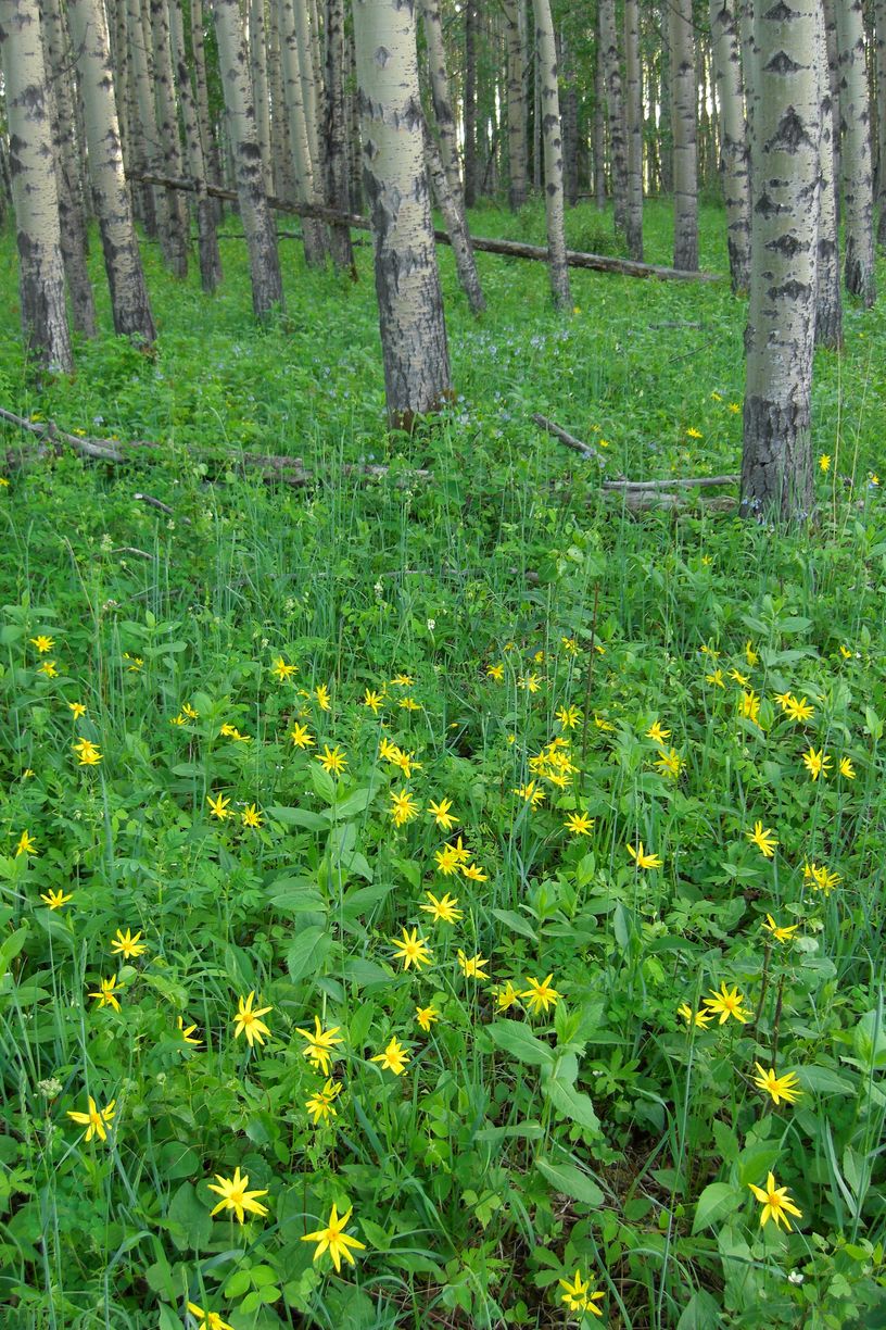 Arnica cordifolia (heartleaf arnica) (alternate view 9)