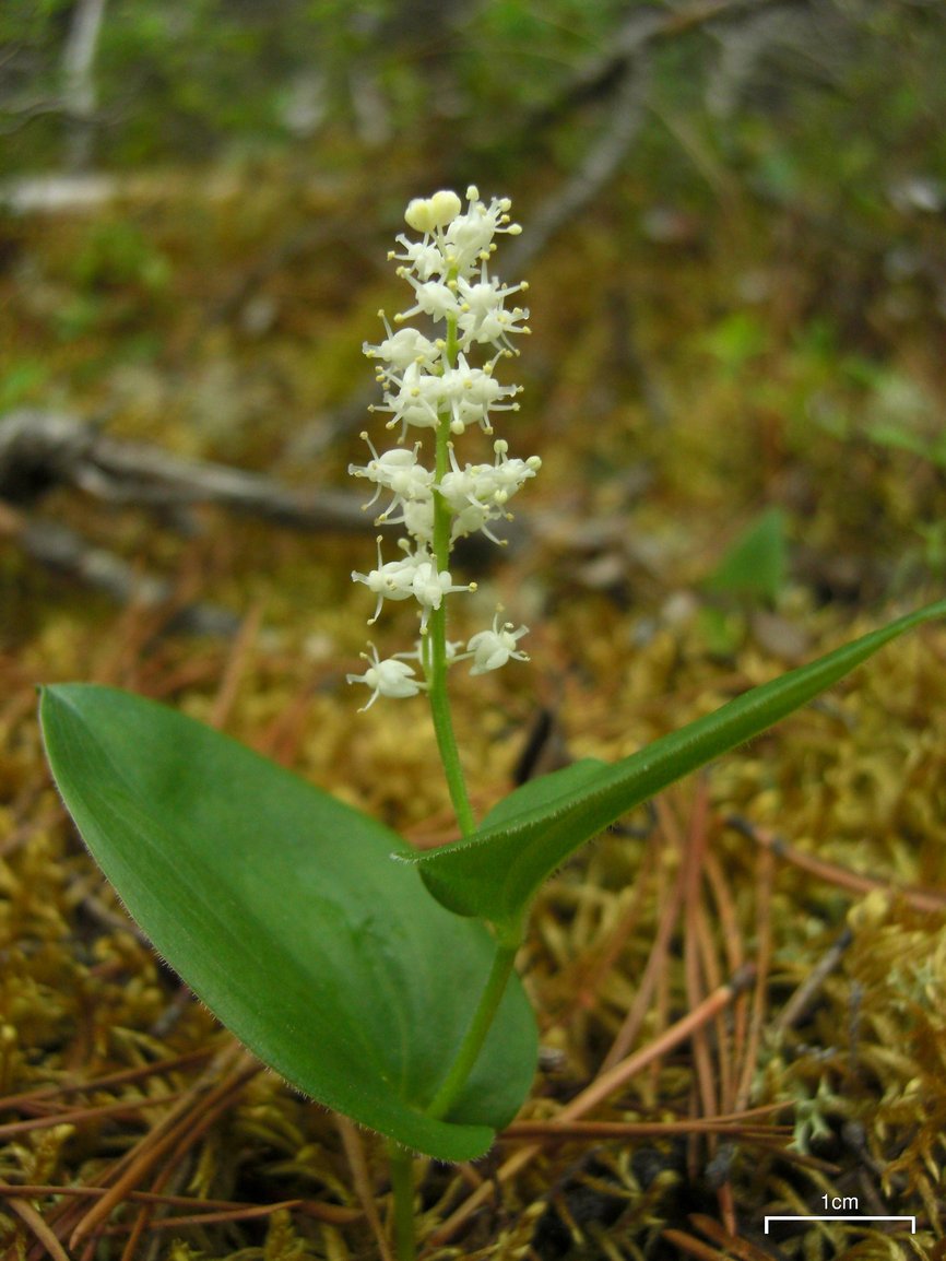 Maianthemum canadense (Canada mayflower)