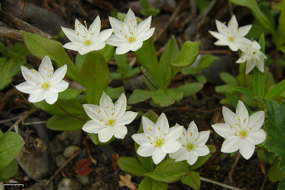 Lysimachia europaea (Arctic Starflower)