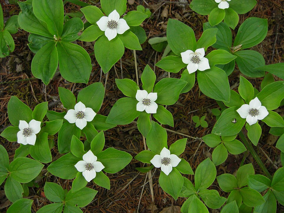 Cornus canadensis (bunchberry) (alternate view 3)