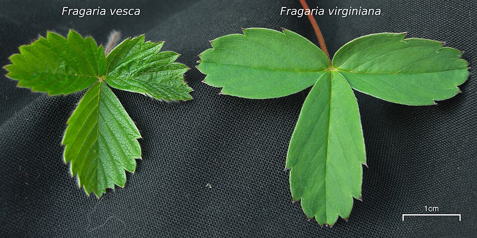 Fragaria virginiana (Mountain Strawberry) (alternate view 10)