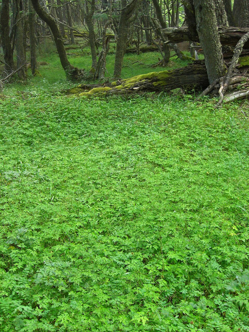 Osmorhiza berteroi (mountain sweet cicely) (alternate view 9)