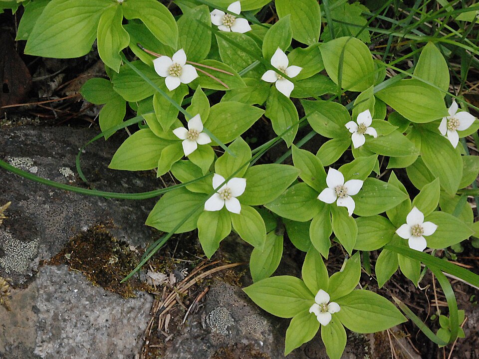 Cornus canadensis (bunchberry) (alternate view 4)