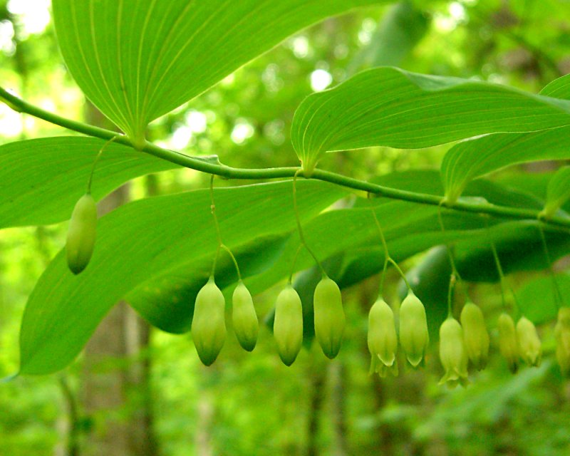 Polygonatum pubescens (hairy Solomon's-seal) (alternate view 6)
